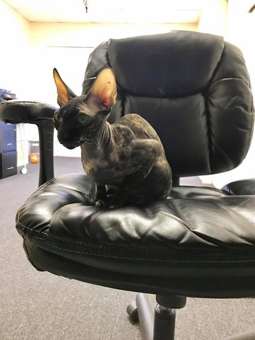 Black cat sitting on a chair