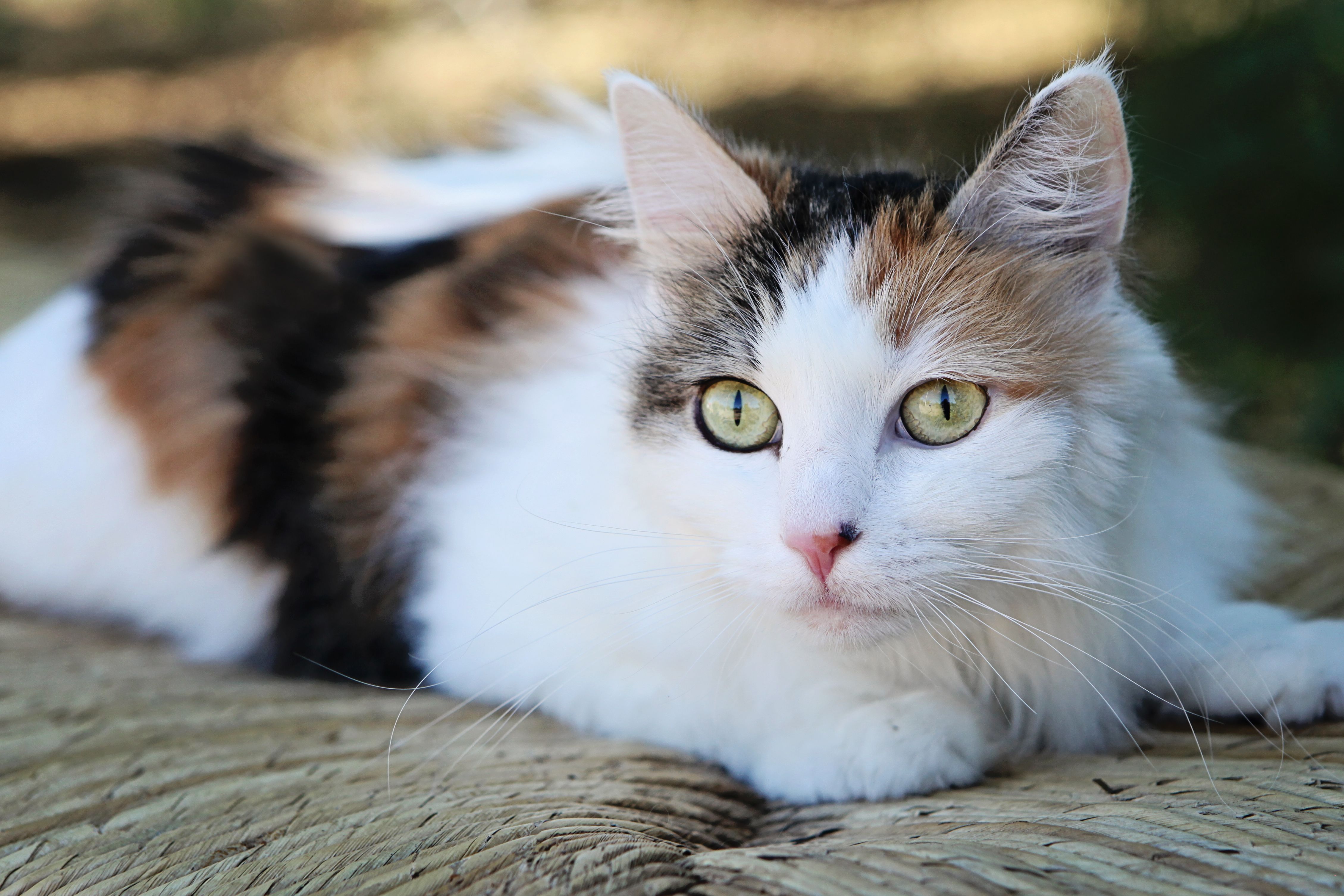 Fiona, long haired calico cat